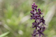 (c) Licheng Shih, some rights reserved (CC BY) Veratrum formosanum, photograph (c) Licheng Shih, some rights reserved (CC BY)