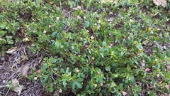 Acmispon parviflorus