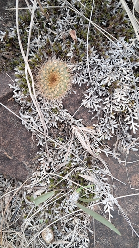 Frailea pumila