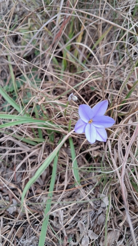 Spring starflower