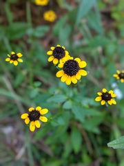 Sanvitalia procumbens