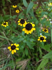 Sanvitalia procumbens