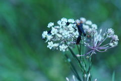 Asclepias linearis