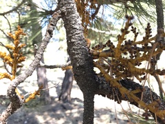 Arceuthobium vaginatum cryptopodum