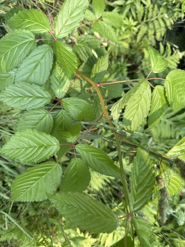 Rubus canadensis, photograph 3