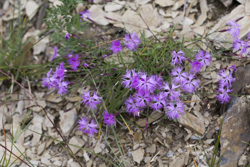 Dianthus pygmaeus