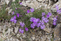 Dianthus pygmaeus