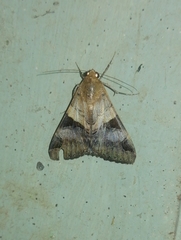 Melipotis fasciolaris