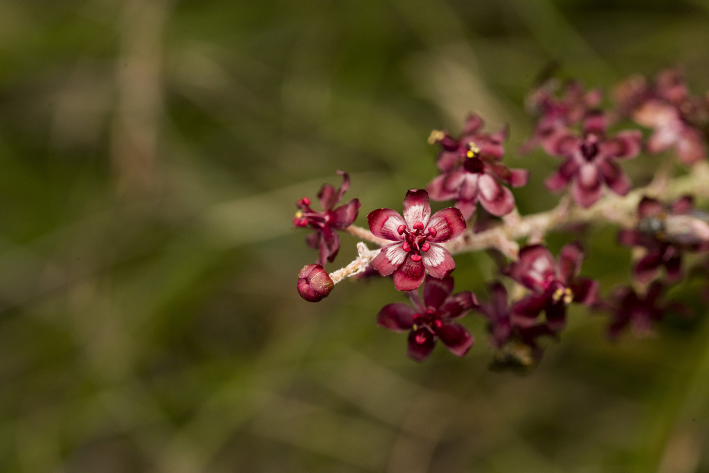 Veratrum formosanum; photograph (c) Licheng Shih, some rights reserved (CC BY)