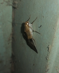Melipotis fasciolaris