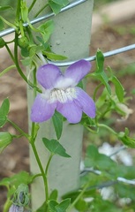 Maurandya antirrhiniflora