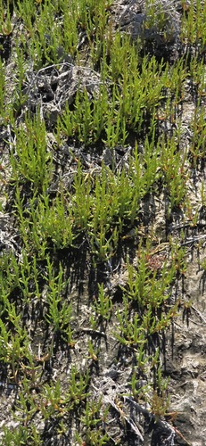 Salicornia europaea, photograph 6