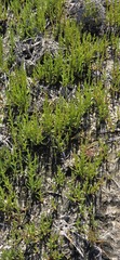 Salicornia europaea, photograph author not stated, no rights reserved