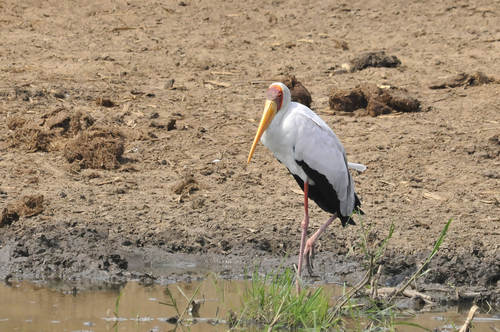 iNaturalist image