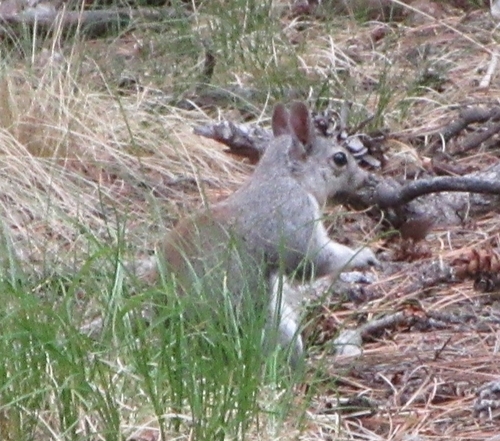 Abert's Squirrel observed by katherine_ginkgo42
