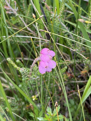 Cross-leaved Heath
