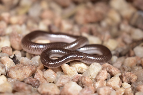 Photo of a Trilepida jani (Trilepida jani)