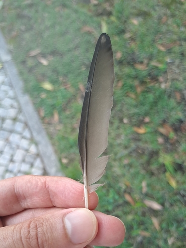 Plume de Étourneau unicolore