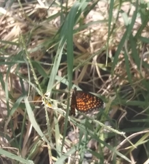 Texola elada ulrica