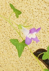Maurandya antirrhiniflora