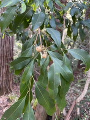 Schizomeria ovata