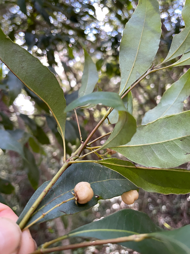 Schizomeria ovata, photograph 2