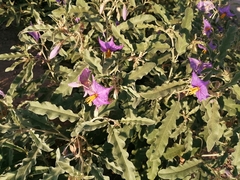 Solanum elaeagnifolium