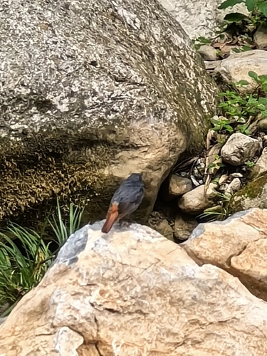 Plumbeous Water Redstart