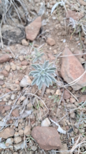 Heliotropium phylicoides