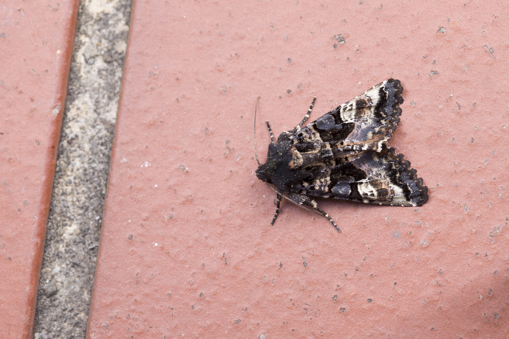 Euplexia albirena