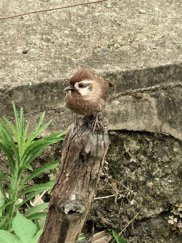 White-browed Laughingthrush