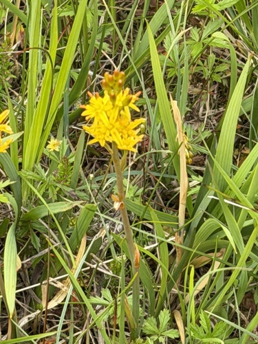 bog asphodel