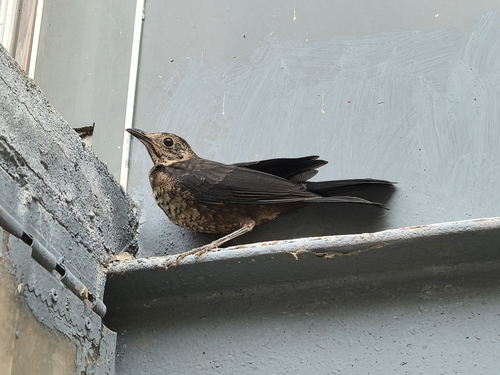 Chinese Blackbird