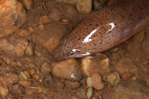 Asian swamp eel (Monopterus albus) — Synbranchidae — 4