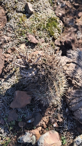 Parodia mammulosa