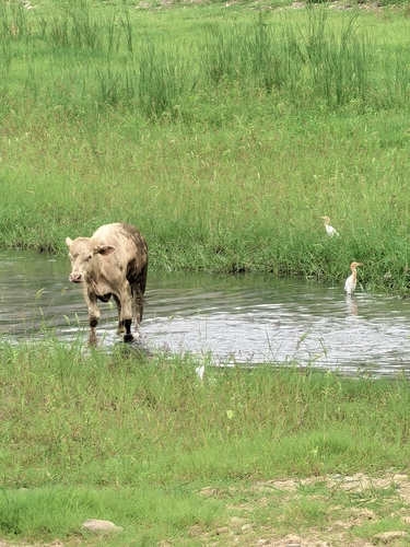 Eastern Cattle-Egret