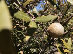 Amphibolips trizonata