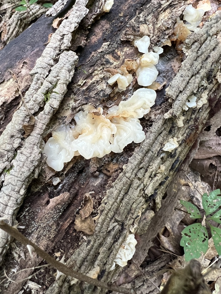 white jelly fungus · July 2026 · photo: Photo: (c) Mark Richman, some rights reserved (CC BY) · iNaturalist