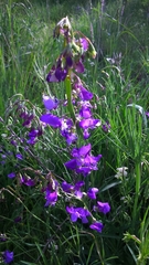 Lathyrus spathulatus