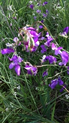 Lathyrus spathulatus