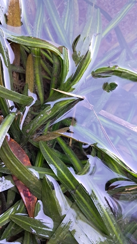 Echinodorus uruguayensis