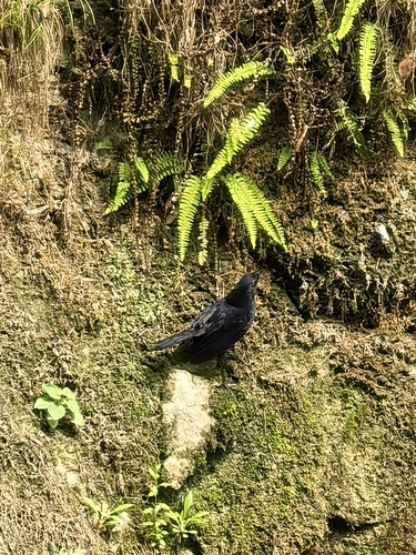 Blue Whistling-Thrush