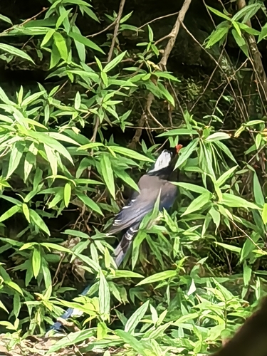 Red-billed Blue-Magpie
