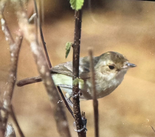 Fulvous-crowned Scrub Tyrant (Euscarthmus meloryphus), photo 4