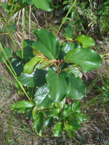 Colubrina arborescens, photograph 1