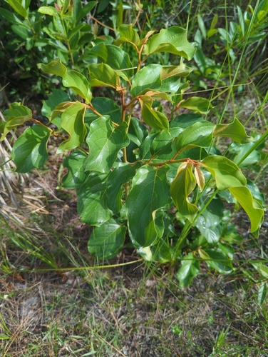 Colubrina arborescens, photograph 2