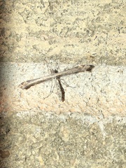 Anstenoptilia