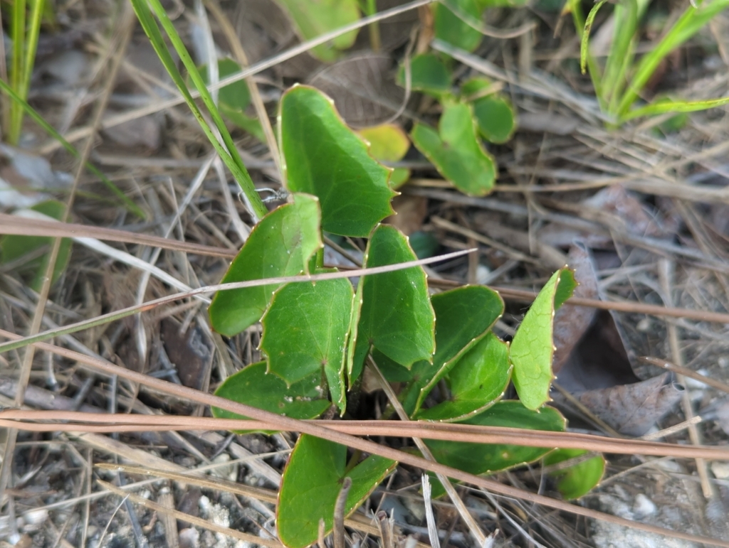 Centella erecta; photograph (c) Tom Field, some rights reserved (CC BY)