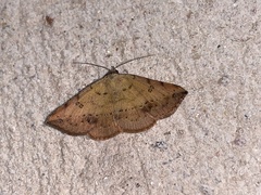 Hemeroplanis floccalis