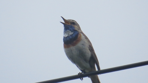 Bluethroat